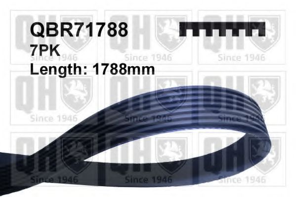 QBR71788 Curea transmisie cu caneluri QUINTON HAZELL 